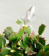 Load image into Gallery viewer, ALL