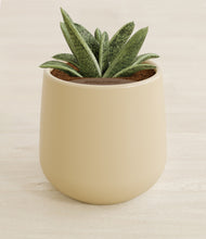 Load image into Gallery viewer, Almond Green stand:all