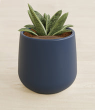 Load image into Gallery viewer, Deep Navy stand:all