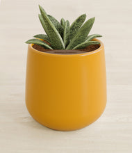 Load image into Gallery viewer, Mustard stand:all