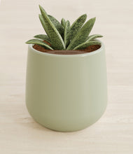 Load image into Gallery viewer, Turquoise stand:all