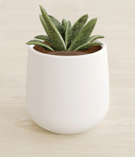 Load image into Gallery viewer, White stand:all