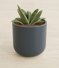 Load image into Gallery viewer, Iron Gray stand:all