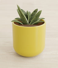 Load image into Gallery viewer, Key Lime Yellow stand:all