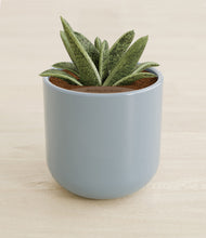 Load image into Gallery viewer, Misty Blue stand:all