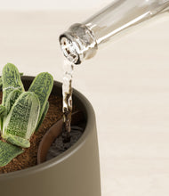 Load image into Gallery viewer, Olive stand:all