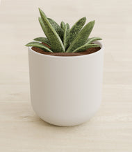 Load image into Gallery viewer, Natural Bamboo stand:all