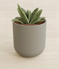 Load image into Gallery viewer, Sage Green stand:all