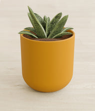 Load image into Gallery viewer, Sunset orange stand:all