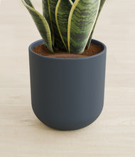 Load image into Gallery viewer, Iron Gray stand:all