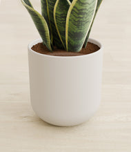 Load image into Gallery viewer, Natural Bamboo stand:all