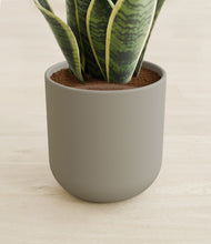 Load image into Gallery viewer, Sage Green stand:all