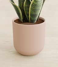 Load image into Gallery viewer, Sandy Pink stand:all