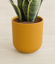 Load image into Gallery viewer, Sunset Orange stand:all