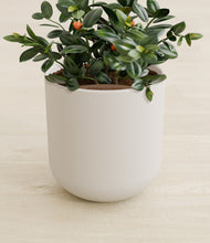 Load image into Gallery viewer, Natural Bamboo stand:all