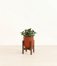 Load image into Gallery viewer, Earth Red stand:walnut