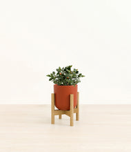 Load image into Gallery viewer, Earth Red stand:bamboo