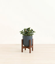 Load image into Gallery viewer, Iron Gray stand:walnut