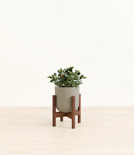 Load image into Gallery viewer, Sage Green stand:walnut