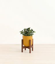 Load image into Gallery viewer, Sunset Orange stand:walnut