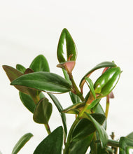 Load image into Gallery viewer, ALL