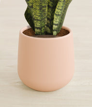 Load image into Gallery viewer, Gentle Pink stand:all