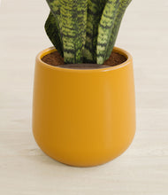 Load image into Gallery viewer, Mustard stand:all