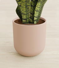 Load image into Gallery viewer, Sandy Pink stand:all