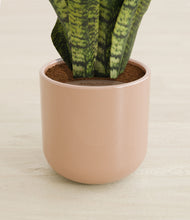 Load image into Gallery viewer, Glossy Pink stand:all