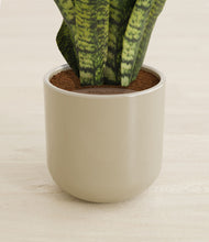 Load image into Gallery viewer, Sage Green stand:all