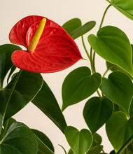 Load image into Gallery viewer, ALL