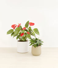 Load image into Gallery viewer, Buttercream