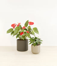 Load image into Gallery viewer, Forest Moss