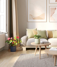 Load image into Gallery viewer, Coastal Breeze