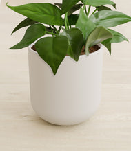 Load image into Gallery viewer, Natural Bamboo stand:all