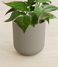 Load image into Gallery viewer, Sage Green stand:all