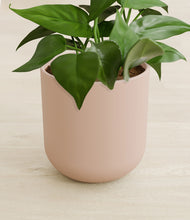 Load image into Gallery viewer, Sandy Pink stand:all