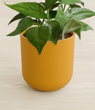 Load image into Gallery viewer, Sunset Orange stand:all