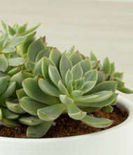 Load image into Gallery viewer, ALL