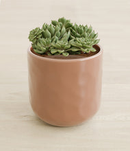 Load image into Gallery viewer, Hammered Peach Pink stand:all
