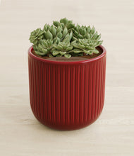 Load image into Gallery viewer, Striped Cherry Red stand:all
