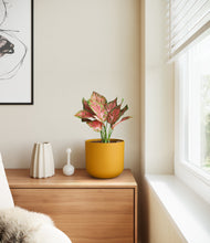 Load image into Gallery viewer, Sunset Orange