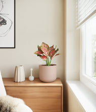 Load image into Gallery viewer, Sandy Pink