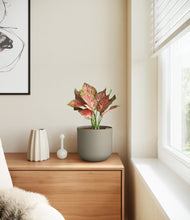 Load image into Gallery viewer, Sage Green