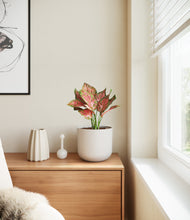 Load image into Gallery viewer, Natural Bamboo