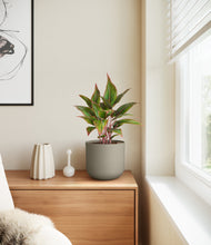 Load image into Gallery viewer, Sage Green