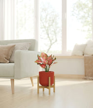 Load image into Gallery viewer, Earth Red stand:walnut