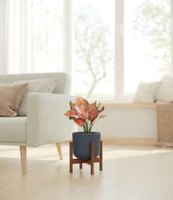 Load image into Gallery viewer, Iron Gray stand:walnut