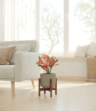 Load image into Gallery viewer, Sage Green stand:walnut