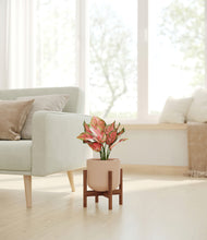 Load image into Gallery viewer, Sandy Pink stand:walnut